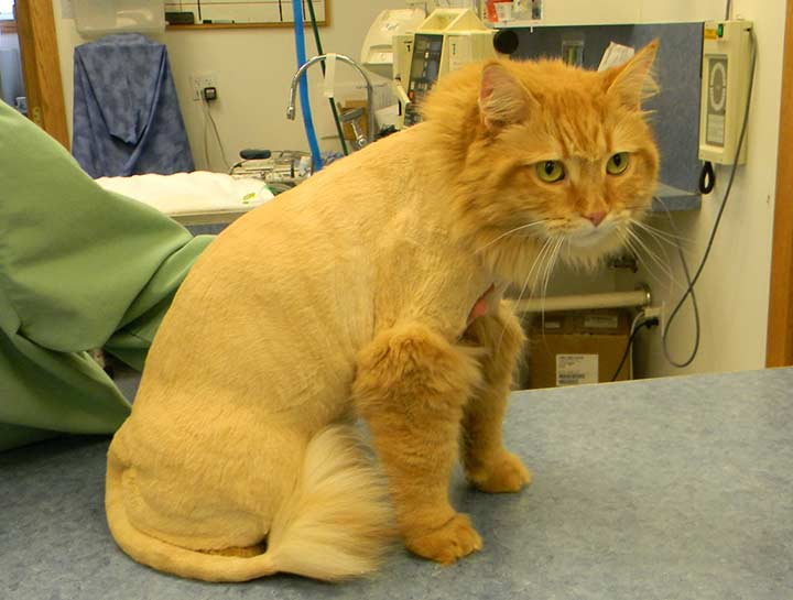 Where can i get my cat groomed near shop me