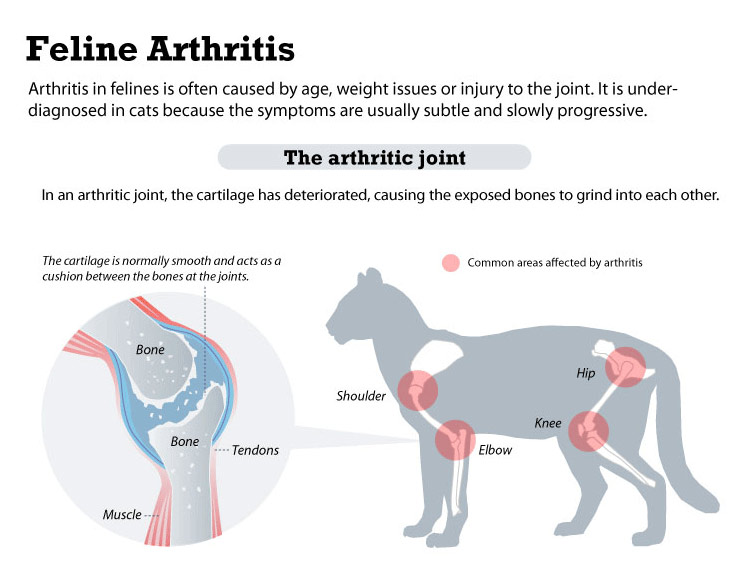 Cat Arthritis
