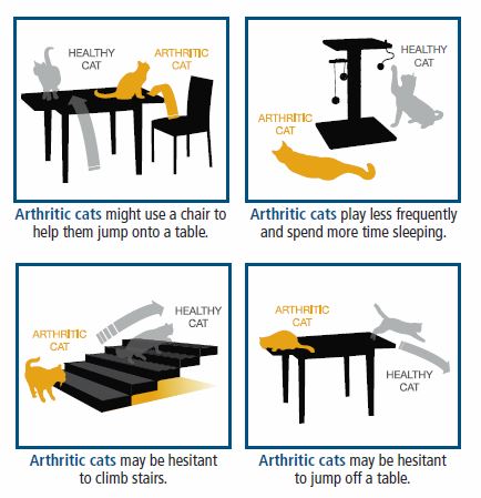 Cat Arthritis